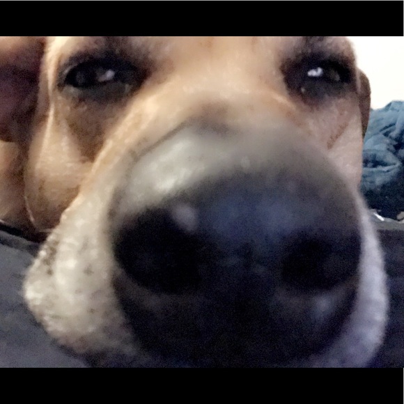 Meet your Posher, Kyleigh - Picture 1 of 1